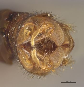 Media type: image;   Entomology 10306 Aspect: genitalia